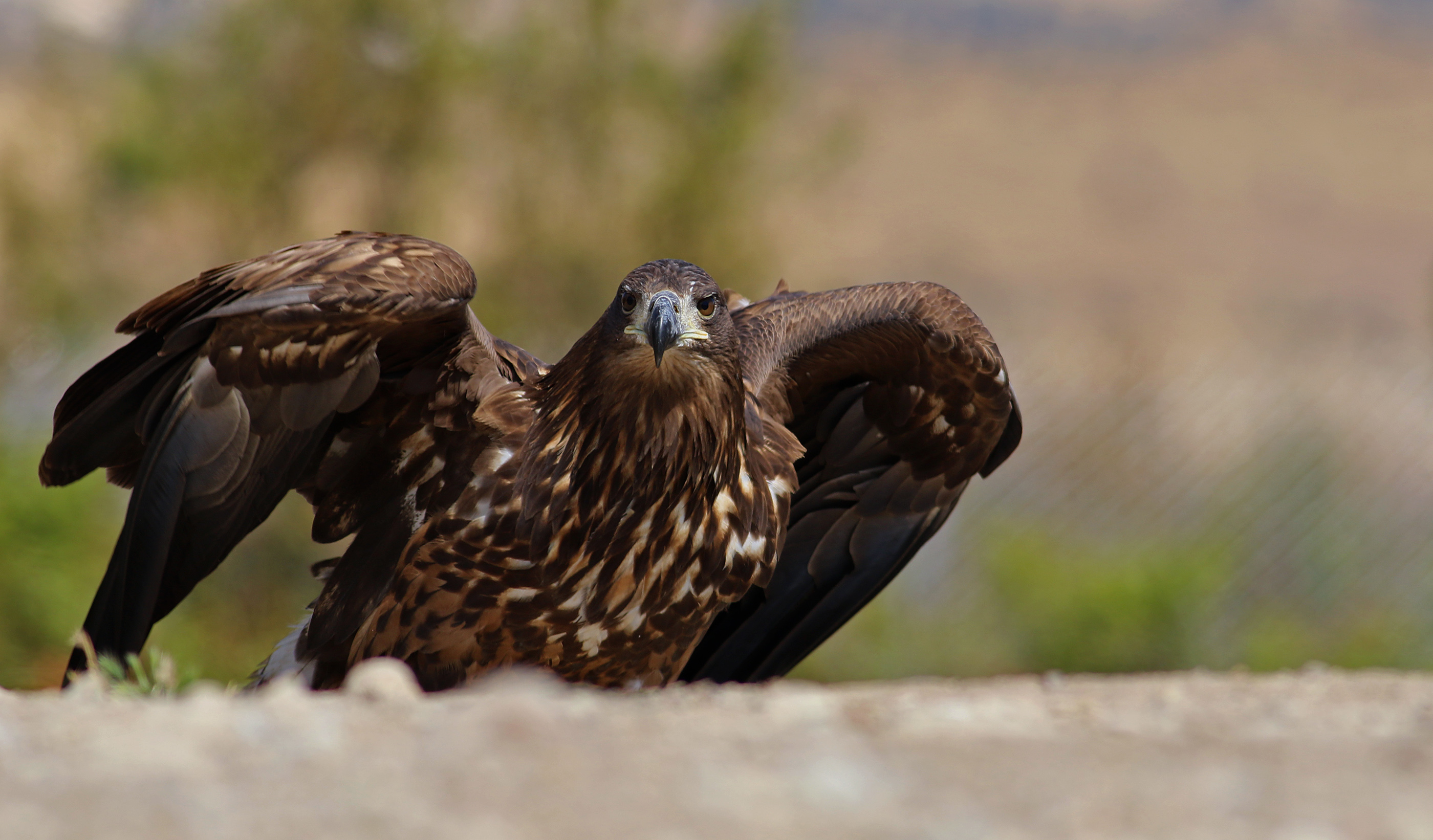 White-tailed Eagle